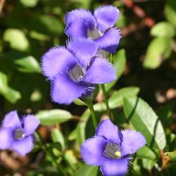 Gentianopsis procera (T. Holm) Ma (Small fringed gentian), flowers