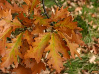 Quercus x jackiana C.K.Schneid. (JACK'S OAK), leaves, fall color