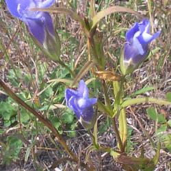 Gentianopsis crinita (Froel.) Ma (greater fringed gentian), flowers