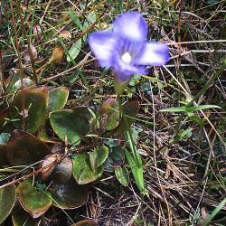 Gentianopsis procera (T. Holm) Ma (Small fringed gentian), flower