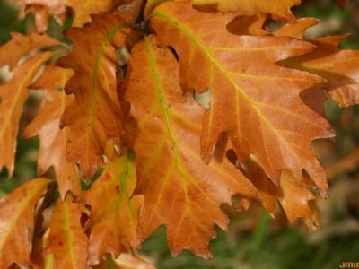 Quercus x jackiana C.K.Schneid. (JACK'S OAK), leaves, fall color