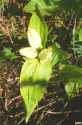 Gentiana alba Muhl. ex Nutt. (yellowish gentian), flowers