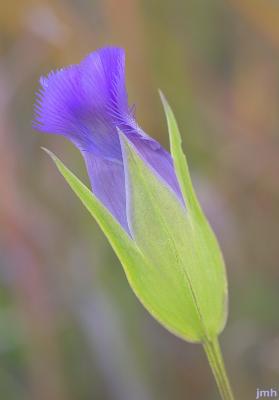 Gentianopsis procera (T. Holm) Ma (Small fringed gentian), flower
