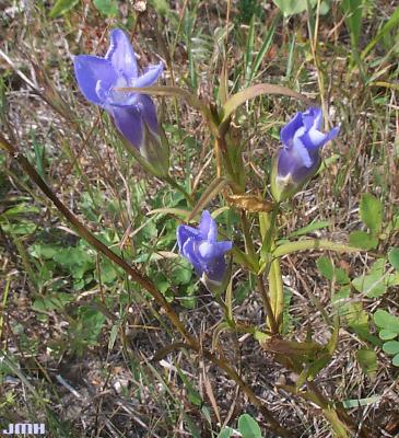 Gentianopsis procera (T. Holm) Ma (Small fringed gentian), flowers