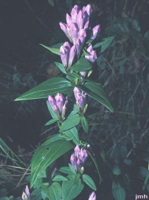 Gentianella quinquefolia (L.) Small (Agueweed), flowers