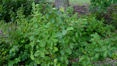 Hamamelis vernalis Sarg. (vernal witch-hazel) growth habit, shrub form