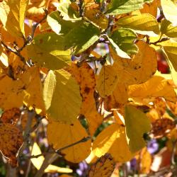 Fothergilla x intermedia ‘KLMsixteen’ (fothergilla – MAY BOUQUET™), leaves, fall color