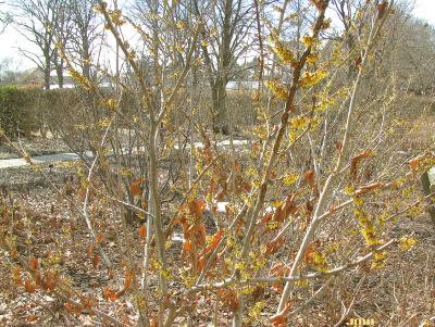 Hamamelis vernalis Sarg. (vernal witch-hazel), growth habit, winter blooms