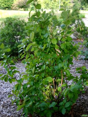Hamamelis vernalis Sarg. (vernal witch-hazel), growth habit, shrub form