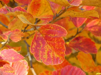 Hamamelis vernalis Sarg. (vernal witch-hazel), close-up of leaves in fall color