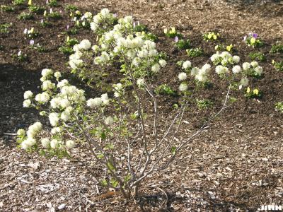 Fothergilla x intermedia ‘Mt. Airy’ (Mt. Airy fothergilla), growth habit, small shrub