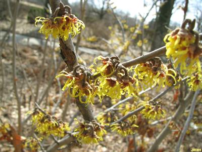 Hamamelis vernalis Sarg. (vernal witch-hazel), branches with flowers