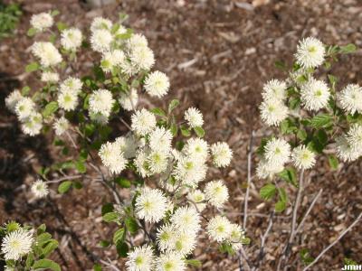 Fothergilla x intermedia ‘Mt. Airy’ (Mt. Airy fothergilla), flowers