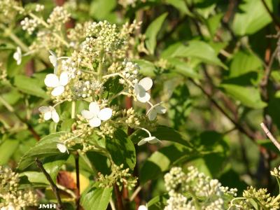 Hydrangea paniculata ‘Burgundy Lace’ (Burgundy Lace panicled hydrangea), flower buds