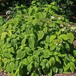 Hydrangea serrata var. megacarpa (Ohwi) H. Ohba (mountain hydrangea), growth habit, shrub form