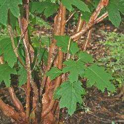 Hydrangea quercifolia ‘Snow Queen’ (Snow Queen oak-leaved hydrangea), bark