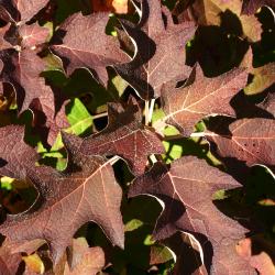 Hydrangea quercifolia W. Bartram (oak-leaved hydrangea), leaves, fall color
