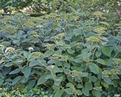 Hydrangea radiata (Silver-leaved hydrangea), growth habit, shrub form
