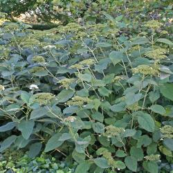 Hydrangea radiata (Silver-leaved hydrangea), growth habit, shrub form