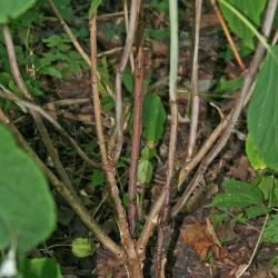 Hydrangea radiata (Silver-leaved hydrangea), bark