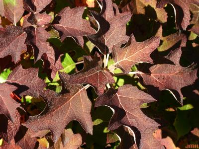 Hydrangea quercifolia W. Bartram (oak-leaved hydrangea), leaves, fall color