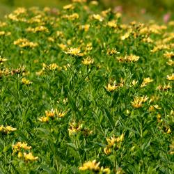 Hypericum pyramidatum Aiton (great St. John’s wort), flowers, growth habit