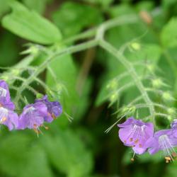 Phacelia bipinnatifida Michx. (fernleaf phacelia), flowers