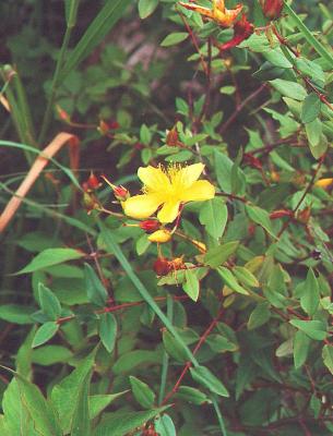 Hypericum pyramidatum Aiton (great St. John’s wort), flowers