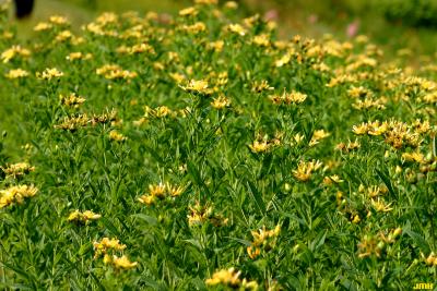 Hypericum pyramidatum Aiton (great St. John’s wort), flowers, growth habit