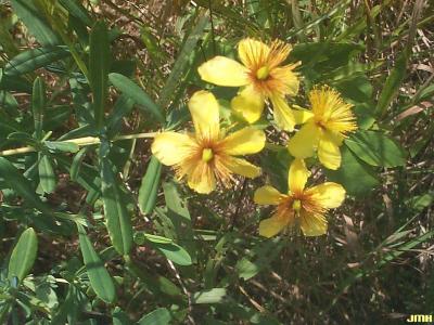 Hypericum kalmianum L. (Kalm’s St. John’s wort), flowers