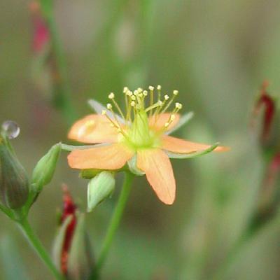 Hypericum canadense L. (lesser Canadian St. Johnswort), flower