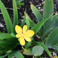  Iris domestica 'Hello Yellow' (blackberry lily), growth habit