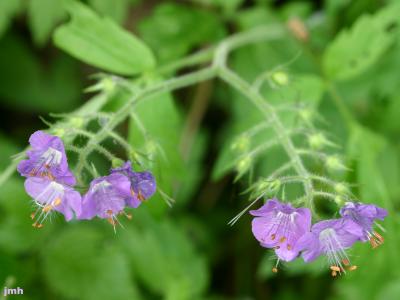 Phacelia bipinnatifida Michx. (fernleaf phacelia), flowers