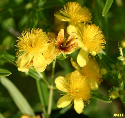 Hypericum kalmianum ‘Gemo’ (Gemo Kalm’s St. John’s wort), flowers