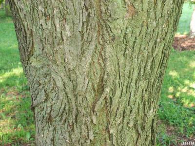 Carya ovalis (Wang.) Sarg. (pignut hickory), bark
