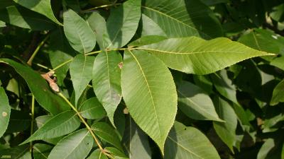 Carya Nutt. (hickory), leaves