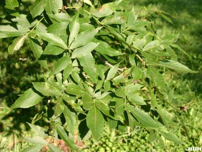 Carya ovalis (Wang.) Sarg. (red hickory), leaves