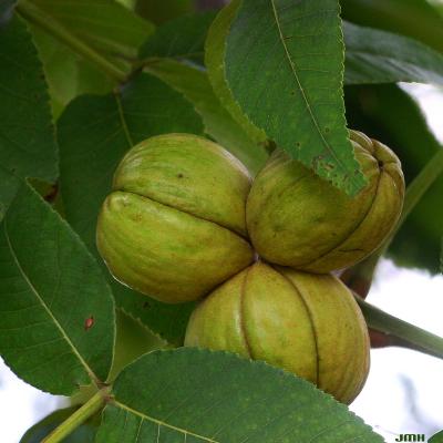 Carya Nutt. (hickory), close-up of fruit