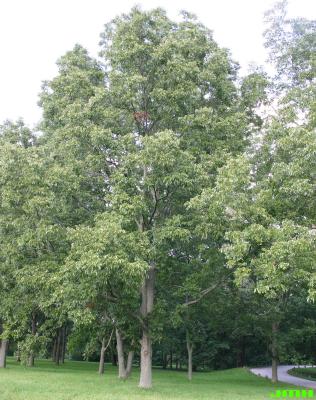 Carya illinoinensis (Wang.) K. Koch (pecan), growth habit, tree form