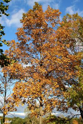 Carya Nutt. (hickory), growth habit, tree form, fall color