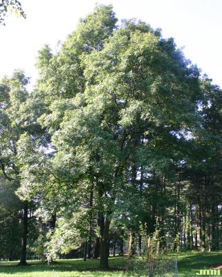 Carya ovalis (Wang.) Sarg. (red hickory), growth habit, tree form