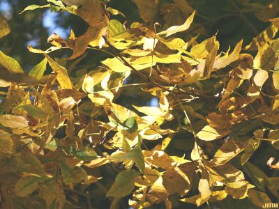 Carya ovalis (Wang.) Sarg. (red hickory), leaves, fall color