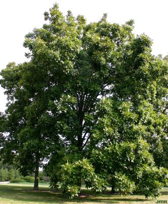 Carya Nutt. (hickory), growth habit, tree form