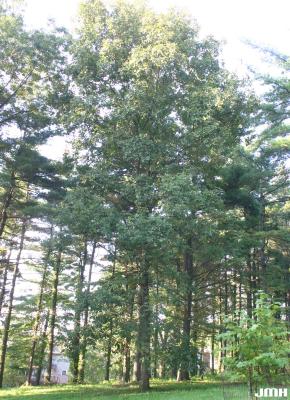 Carya laciniosa (Michx. f.) Loudon (shellbark hickory), growth habit, tree form