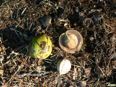 Carya laciniosa (Michx. f.) Loudon (shellbark hickory), fruit on ground showing nut