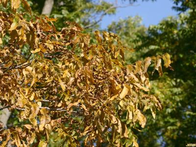 Carya illinoinensis (Wang.) K. Koch (pecan), dry leaves in fall