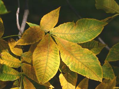 Carya ovalis (Wang.) Sarg. (red hickory), close-up of leaf, fall color
