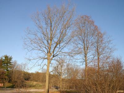 Carya Nutt. (hickory), growth habit, tree form in winter