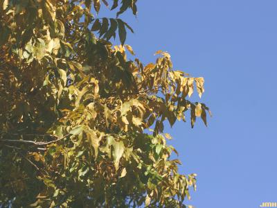 Carya illinoinensis (Wang.) K. Koch (pecan), leaves, fall color