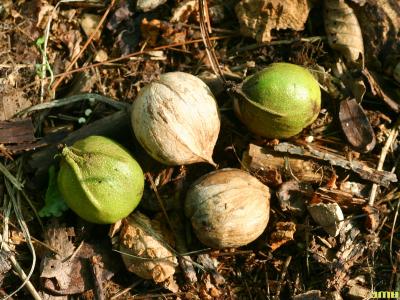 Carya laciniosa (Michx. f.) Loudon (shellbark hickory), fruit on ground showing nut